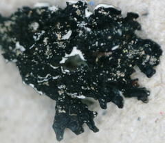 Montanelia sorediata