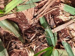 Phalangiinae