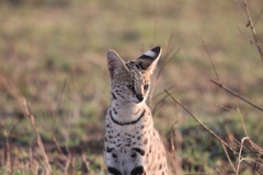 Leptailurus serval lipostictus