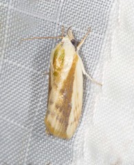 Earias huegeliana