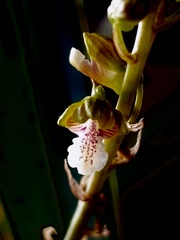 Eulophia micrantha
