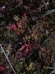 Drosera aberrans