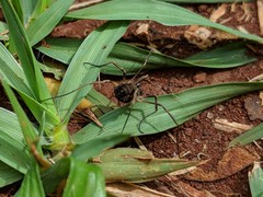 Phalangiinae