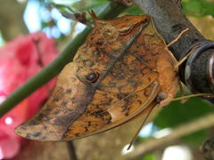 Charaxes varanes varanes