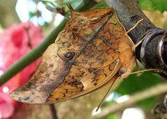 Charaxes varanes varanes