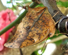Charaxes varanes varanes
