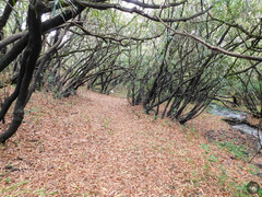 Pouteria salicifolia