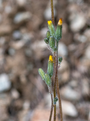 Crepis multicaulis
