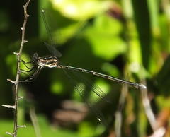 Chlorolestes tessellatus