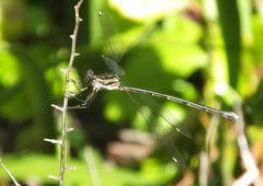 Chlorolestes tessellatus