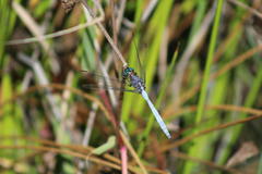 Orthetrum julia julia