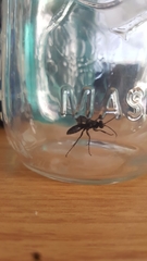 Hymenoptera