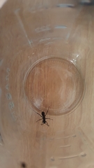 Hymenoptera