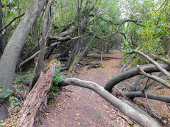 Pouteria salicifolia
