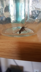 Hymenoptera