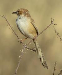 Malcorus pectoralis ocularius