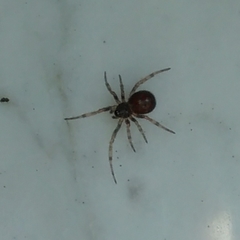 Steatoda