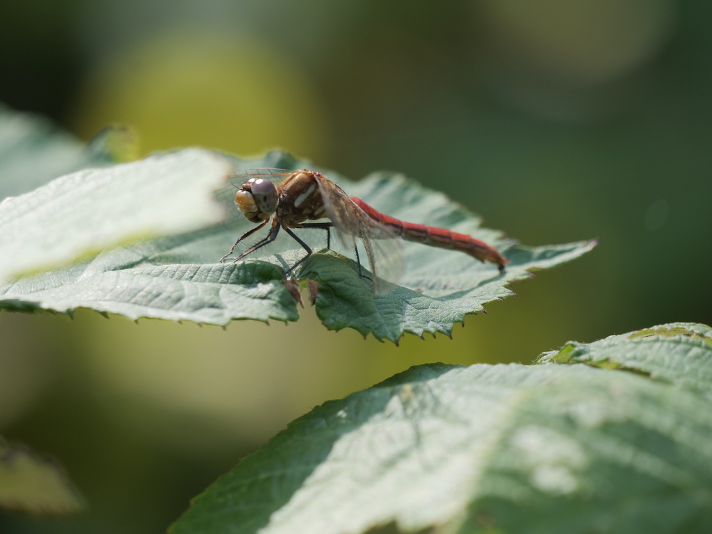 Striped Meadowhawk