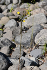 Crepis multicaulis