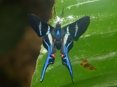 Rhetus arcius