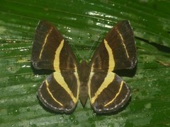 Baeotis prima