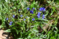 Anchusa capensis
