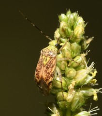 Taedia marmorata