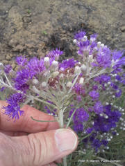Hilliardiella capensis