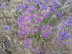 Hilliardiella capensis
