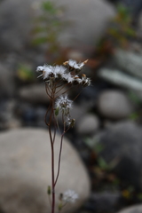 Crepis multicaulis