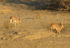 Raphicerus campestris steinhardti