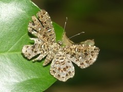 Calydna sturnula
