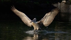 Pelecanus philippensis