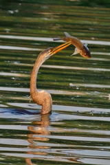Anhinga melanogaster