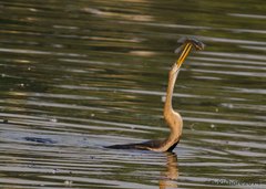 Anhinga melanogaster
