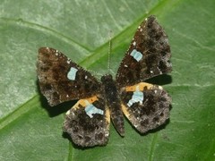 Calydna sturnula