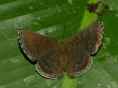 Chalodeta lypera