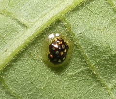 Plagiometriona microcera