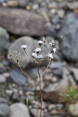 Crepis multicaulis