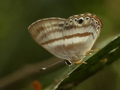 Euselasia melaphaea