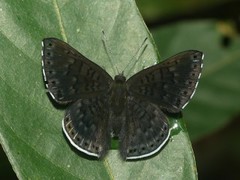 Exoplisia cadmeis