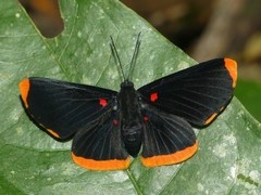 Melanis smithiae smithiae