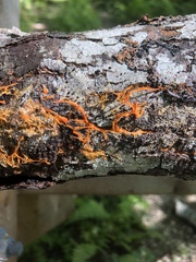 Hydnophlebia