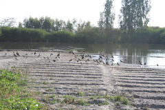 Burhinus senegalensis