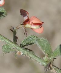 Indigofera sp7