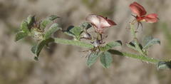 Indigofera sp7