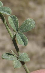 Indigofera sp7