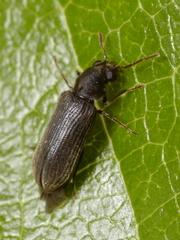 Oligomerus alternans