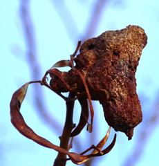 Cephalotelium macowanianum