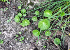 Umbilicus intermedius